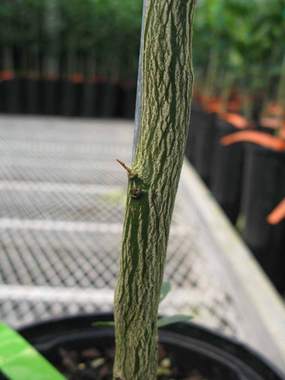              Second - third year twig (Phillip Rucks Citrus Nursery, Frostproof,   FL)       